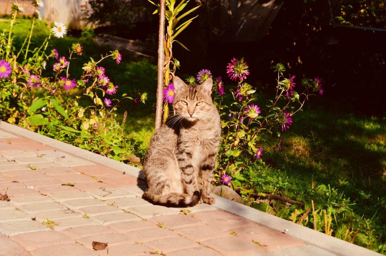 Лісова Хатинка Daire Kelechin Dış mekan fotoğraf